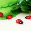 LX - Easter Decoration Wooden Ladybug Sponge Stickers Home Decoration Kids Toys